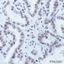 Anti-MED7 Rabbit mAb