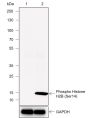 Anti-Phospho-Histone H2B (Ser14) Rabbit mAb