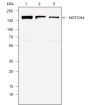 Anti-Notch4 Rabbit mAb