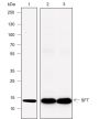 Anti-SFT Rabbit mAb