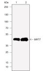 Anti-SIRT7 Rabbit mAb
