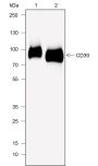 Anti-CD39 Rabbit mAb