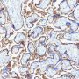 Anti-CD39 Rabbit mAb