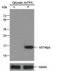Anti-Phospho-Histone H3 (Thr45) Rabbit pAb
