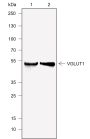 Anti-VGLUT1 Rabbit mAb