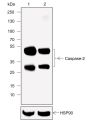 Anti-Caspase-2 Rabbit mAb
