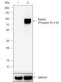 Anti-Phospho-Paxillin (Tyr118) Rabbit mAb