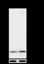 Anti-Phospho-Histone H3 (Thr80) Rabbit pAb