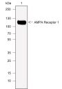 Anti-AMPA Receptor 1 / GluA1 Rabbit mAb
