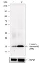 Anti-Crotonyl-Histone H3 (Lys18) Rabbit mAb