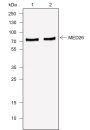 Anti-MED26 Mouse mAb