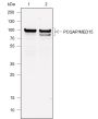 Anti-PCQAP/MED15 Rabbit mAb