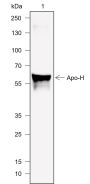 Anti-ApoH Mouse mAb