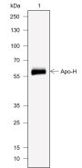 Anti-ApoH Mouse mAb