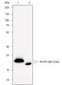 Anti-Ferritin Light Chain Rabbit mAb