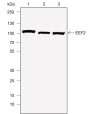 Anti-eEF2 Mouse mAb