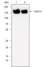 Anti-TACC3 Rabbit mAb