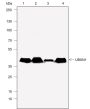 Anti-UBXN1 Rabbit mAb