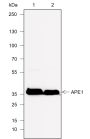 Anti-APE1 Rabbit mAb