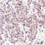 Anti-APE1 Rabbit mAb