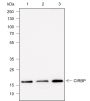 Anti-CIRBP Rabbit mAb