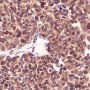 Anti-CIRBP Rabbit mAb