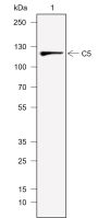 Anti-C5 Rabbit mAb