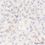 Anti-C5 Rabbit mAb