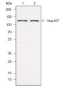 Anti-NUP107 Rabbit mAb