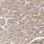 Anti-Tissue Plasminogen Activator Rabbit mAb