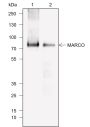 Anti-MARCO Rabbit mAb