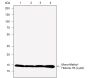 Anti-Monomethyl-Histone H3 (Lys9) Rabbit mAb