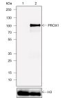 Anti-PROX1 Mouse mAb