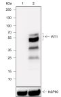 Anti-WT1 Rabbit mAb