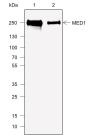 Anti-MED1 Rabbit mAb
