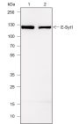 Anti-E-Syt1 Mouse mAb
