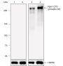 Anti-Phospho-RNA Polymerase II CTD Repeat YSPTSPS (Ser2) Rabbit mAb