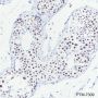 Anti-Phospho-RNA Polymerase II CTD Repeat YSPTSPS (Ser2) Rabbit mAb