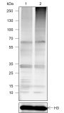 Anti-Ubiquitin Rabbit mAb (N-terminal)