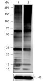 Anti-Ubiquitin Rabbit mAb (N-terminal)