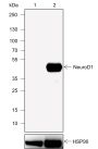 Anti-NeuroD1 Rabbit mAb