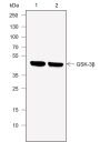 Anti-GSK3 beta Mouse mAb