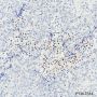 Anti-C/EBP beta Mouse mAb