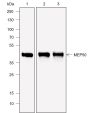 Anti-MEP50 Mouse mAb