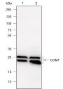 Anti-COMT Rabbit mAb