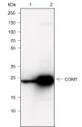 Anti-COMT Rabbit mAb