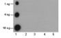 Anti-Phospho-Histone H3 (Ser10) Mouse mAb