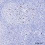 Anti-Phospho-Histone H3 (Ser10) Mouse mAb