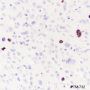 Anti-Phospho-Histone H3 (Ser10) Mouse mAb