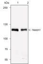 Anti-Notch1 Rabbit mAb
